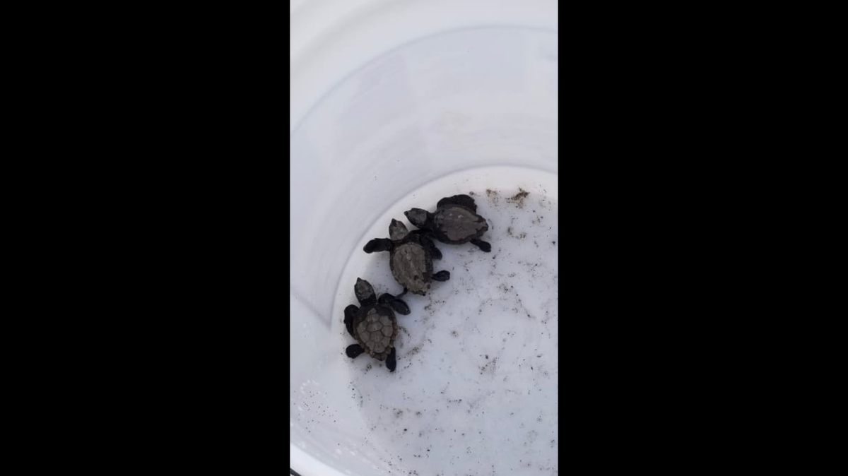 These baby sea turtles were rescued Saturday from a storm drain and brought to the ocean. A team of firefighters from the Broward Sheriff Fire Rescue scooped them into a bucket and helped them return to safety.