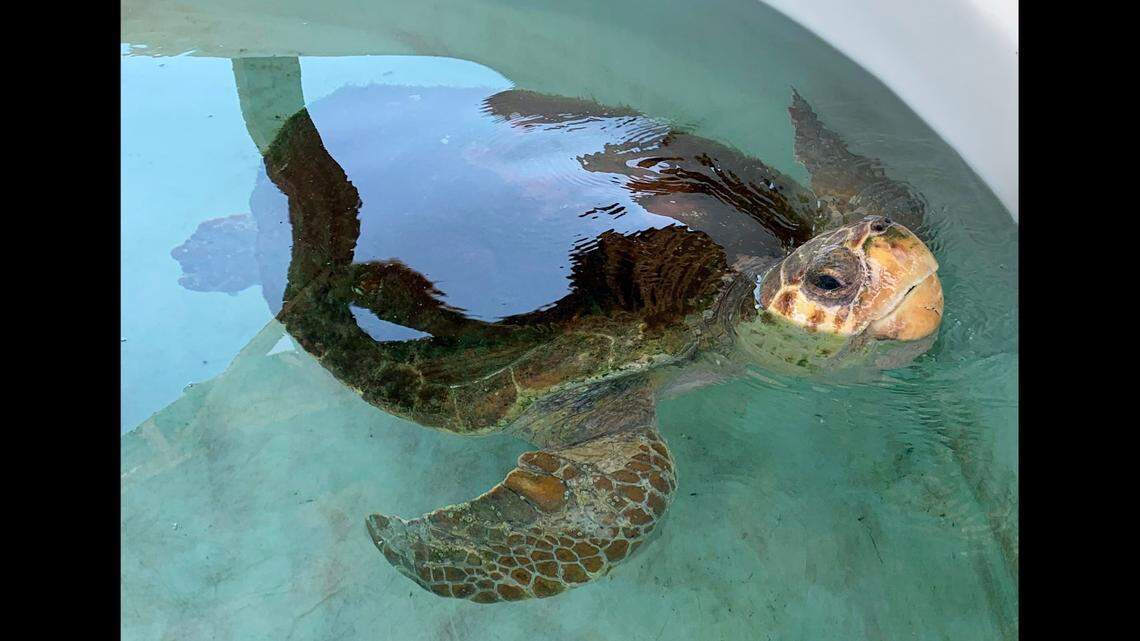 This loggerhead sea turtle was rescued July 5 off the Florida Panhandle, with a tangle of fishing rods, fishing line and hooks stuck to it, the Gulfarium Marine Adventure Park reports. 