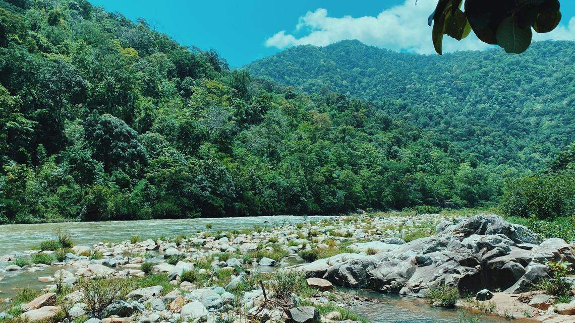 Scientists found a “bronze” animal sleeping in bushes and discovered a new species, a study said. Photo shows a representative area of Ninh Thuan, Vietnam.