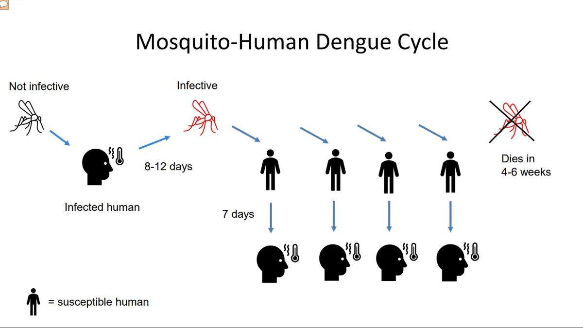 The mosquito to human dengue cycle. Dengue is not transmitted person to person but from person to mosquito to person to mosquito to person. Anyone traveling that got infected elsewhere can return to their hometown infectious. Then if that town’s mosquitoes bite that returning, infectious traveler, the mosquitoes become infective. They can bite other people, thereby spreading the virus, according to FIU’s Dr. Mary Jo Trepke.