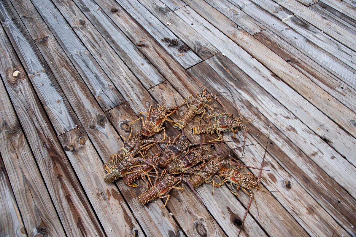 Spiny tail lobsters caught during the last day of the mini-season are brought to the deck near the boatslip at Matheson Hammock Park to await harvesting on July 25, 2019. The lobsters are kept alive until their tails are removed to keep them as fresh as possible.