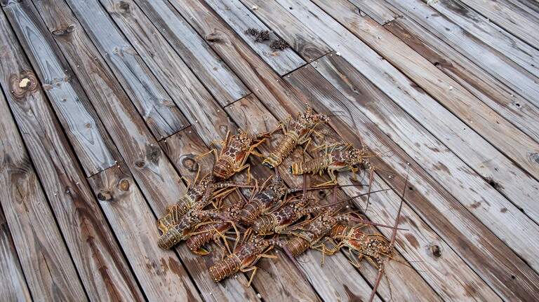 Counties enforce COVID-19 restrictions on Florida’s lobster miniseason