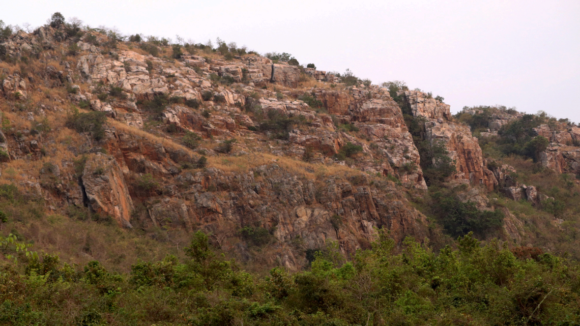 Scientists found a “large,” spiky animal on rocks, trees and homes in Odisha and discovered a new species: Hemidactylus paucifasciatus, the study said.