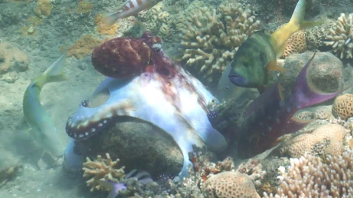 Octopuses and fish work together to hunt, but there is no doubt who is in charge, researchers found.