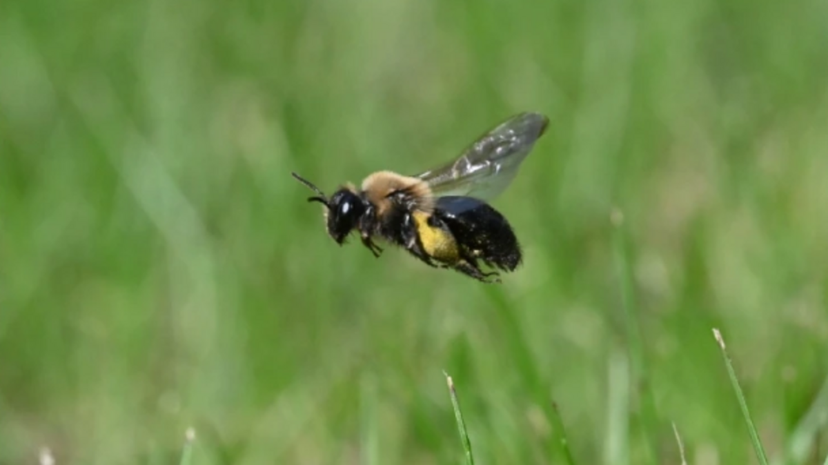 ground nesting bees east lawn cemetery