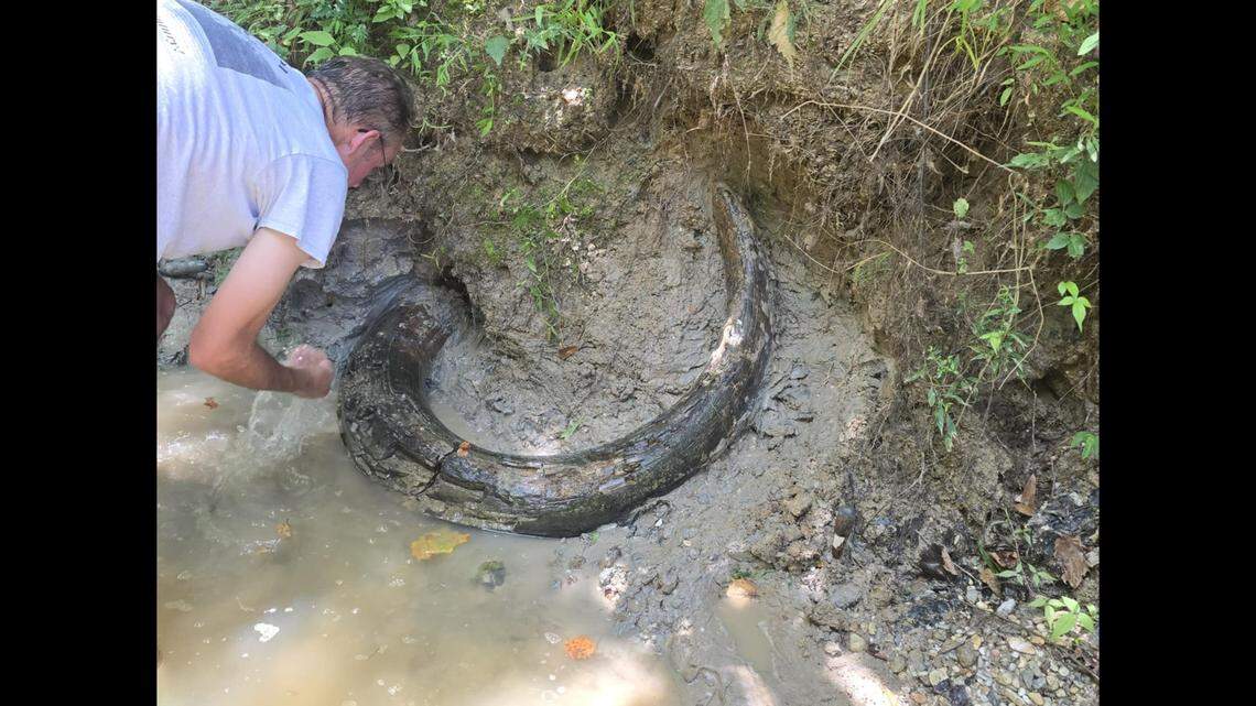 Careful digging eventually revealed a complete Ice Age mammoth tusk that measures at 7 feet, Mississippi Department of Environmental Quality said in an Aug. 9 press release.