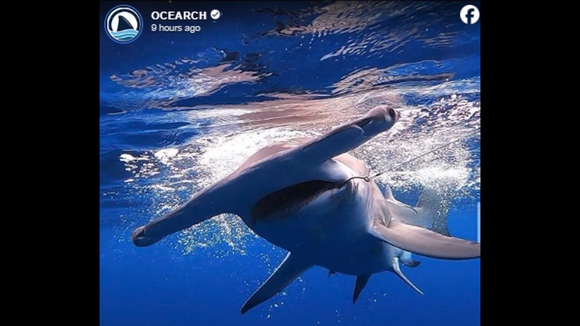 An 8-foot, 10-inch great hammerhead shark vanished from tracking in the Gulf of Mexico, and experts say it was escaping Hurricane Beryl.