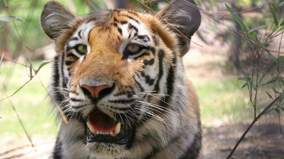 In this photo, Anala, a 1-year-old baby tiger, growls Tuesday, June 20, 2006, at the Franklin Park Zoo in Boston. A man was arrested after breaking into the zoo, scaling its fences and trying to get into the tiger enclosure in Massachusetts, state police said. 