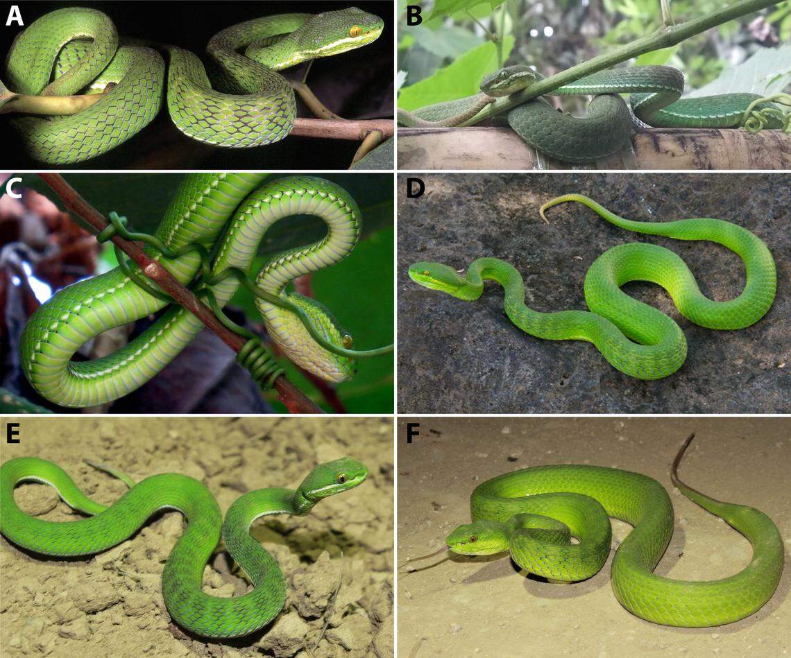 Several Trimeresurus uetzi, or Uetz’s pitvipers, found in Myanmar in 2022 and 2023.
