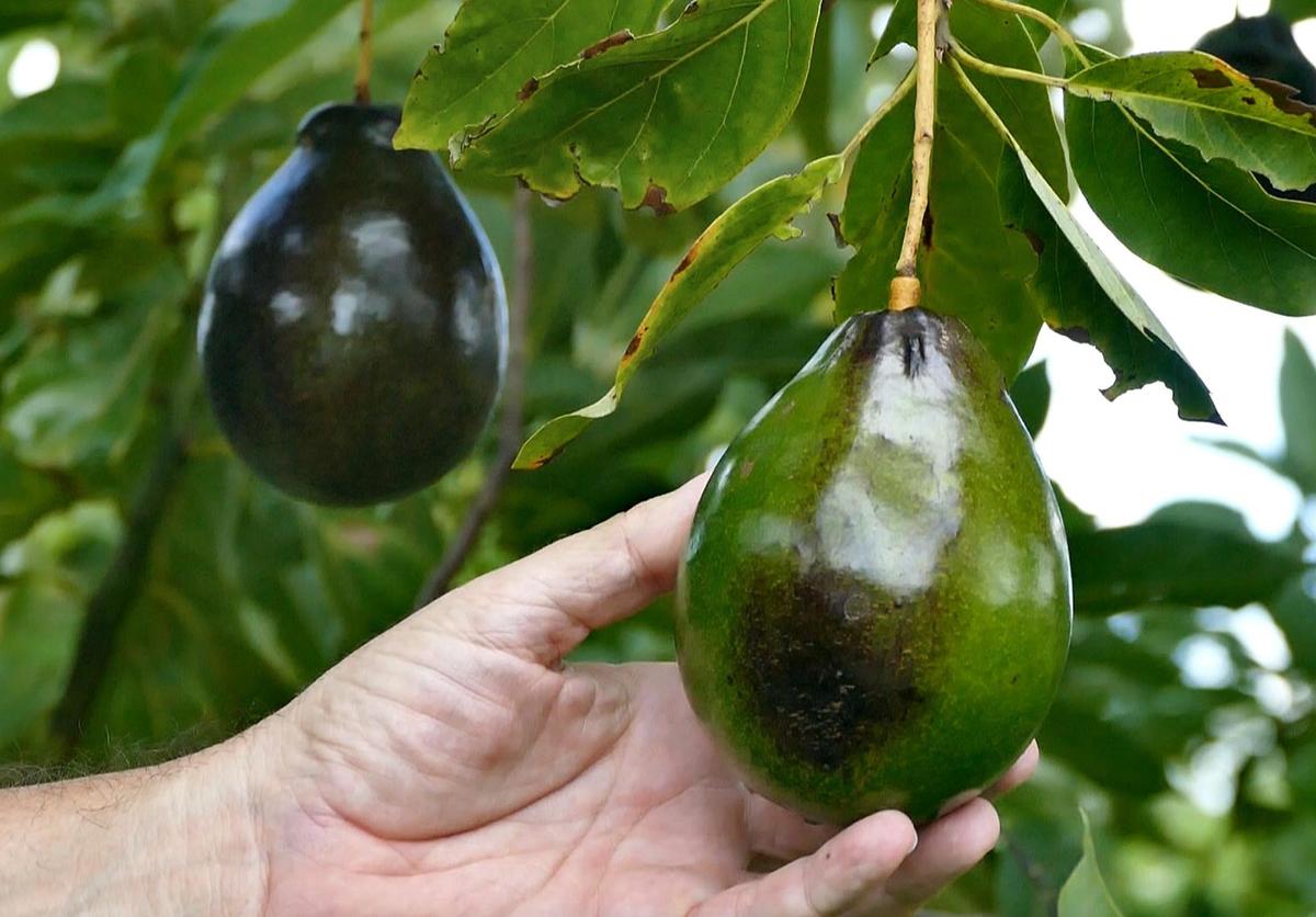 The Brogdon Avocado, a hybrid of black-skin and green-skin avocados, is a popular and favorite avocado grown at Redland Fruit & Spice Park.
