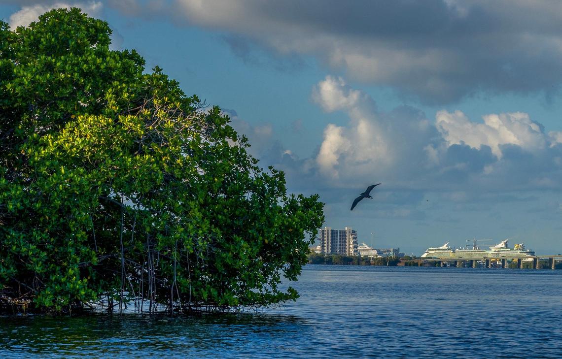 View of birds flying around the Bird Key, a private island on Biscayne Bay that is now for sale as environmentalists are upset, because developers could build on the island, displacing all the birds, on Thursday, May 23, 2024.