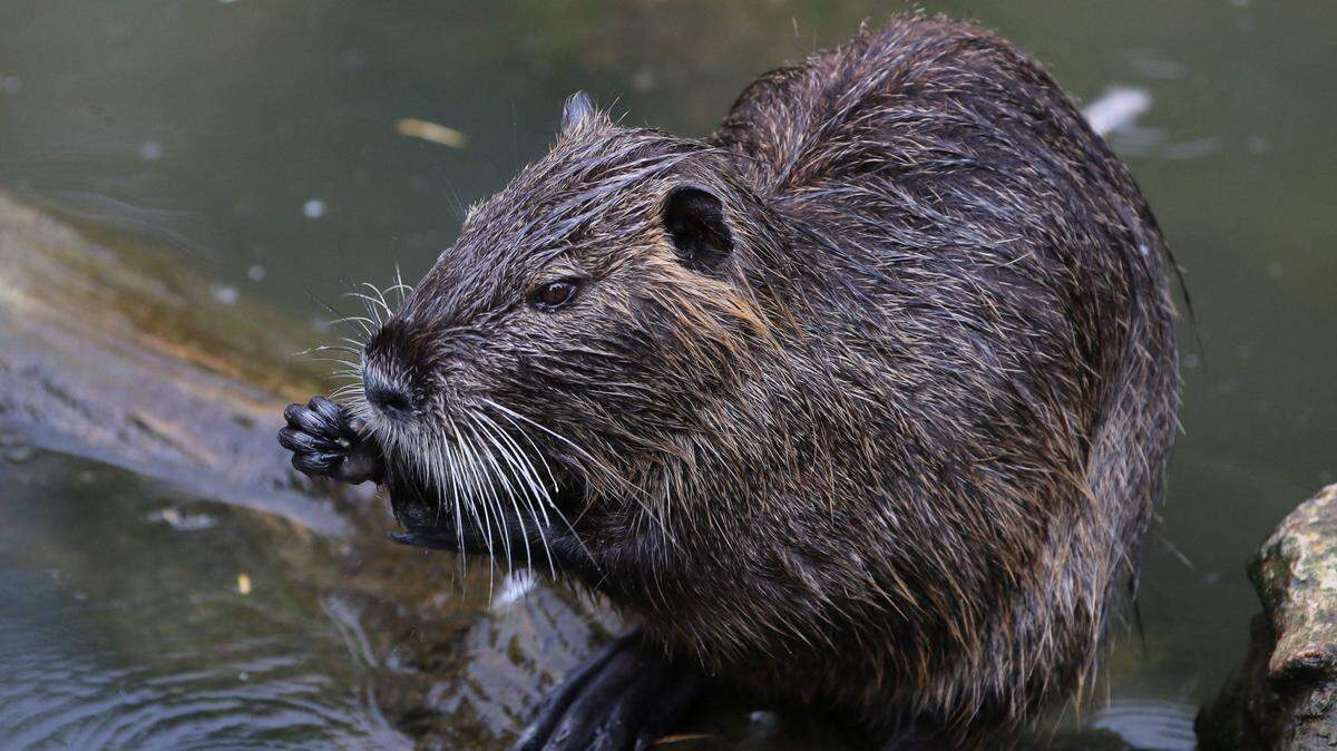 nutria swamp rat rodent