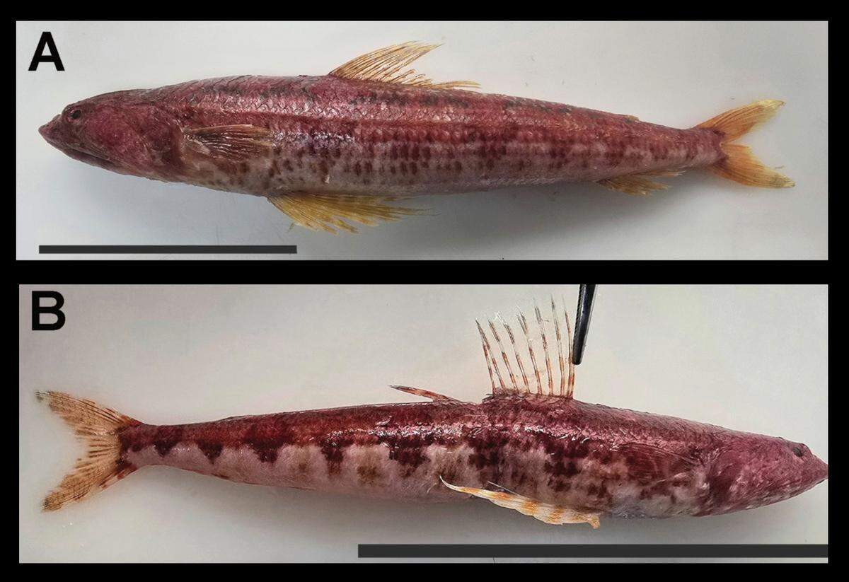 One of the fish was nearly a foot long, while the other was half the size.