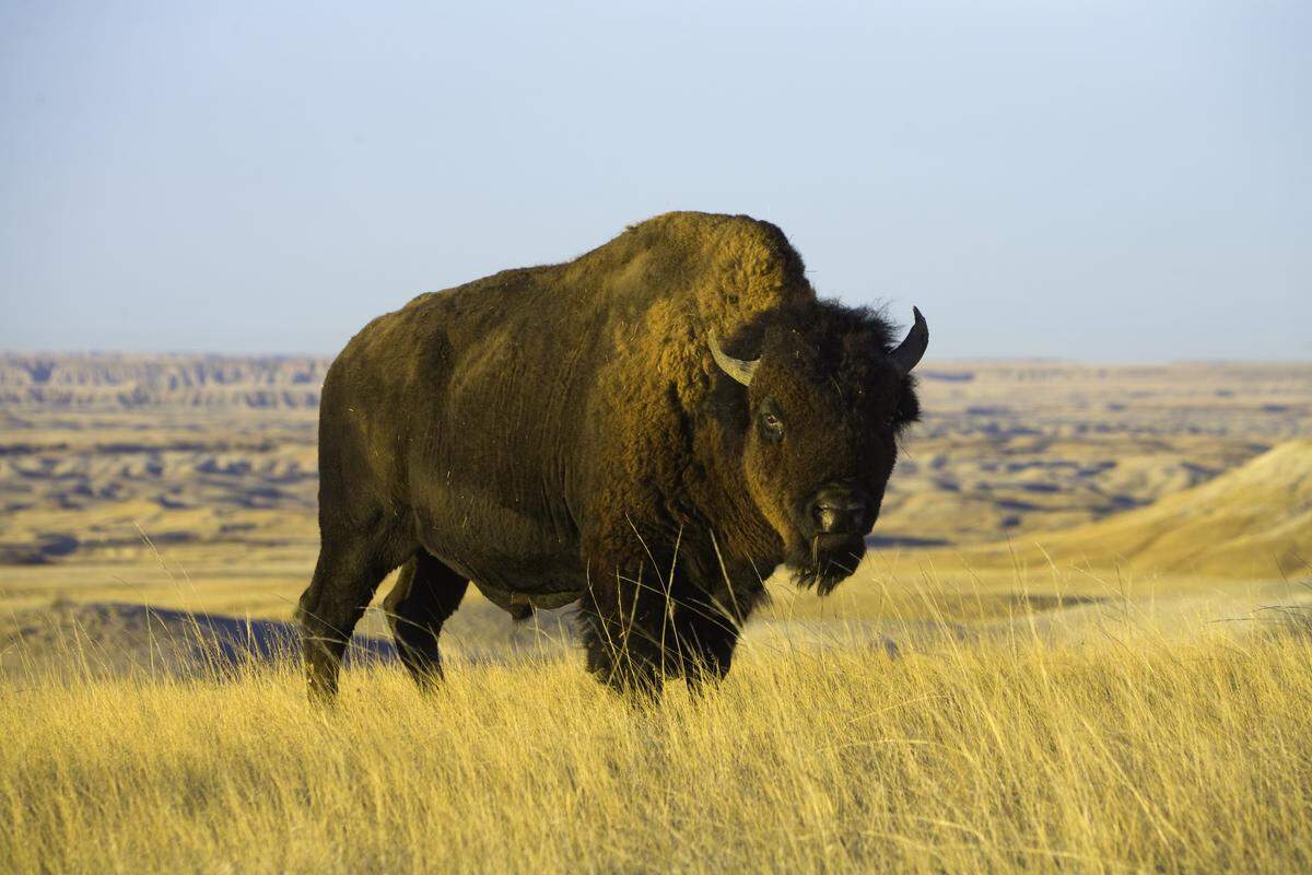 The American bison is one species that helps the United States claim the top spot.