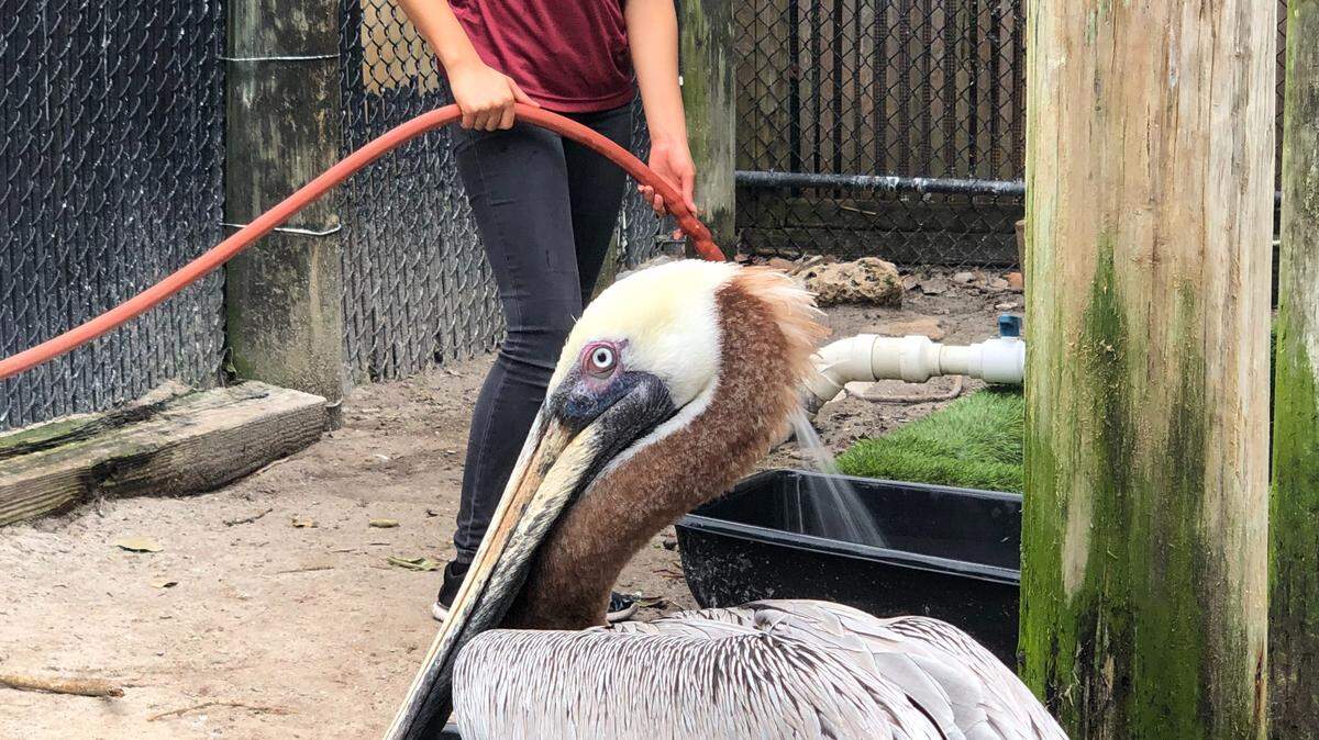 A Pelican Harbor Seabird Station volunteer in the Pelican Ambassador pen fills tubs.