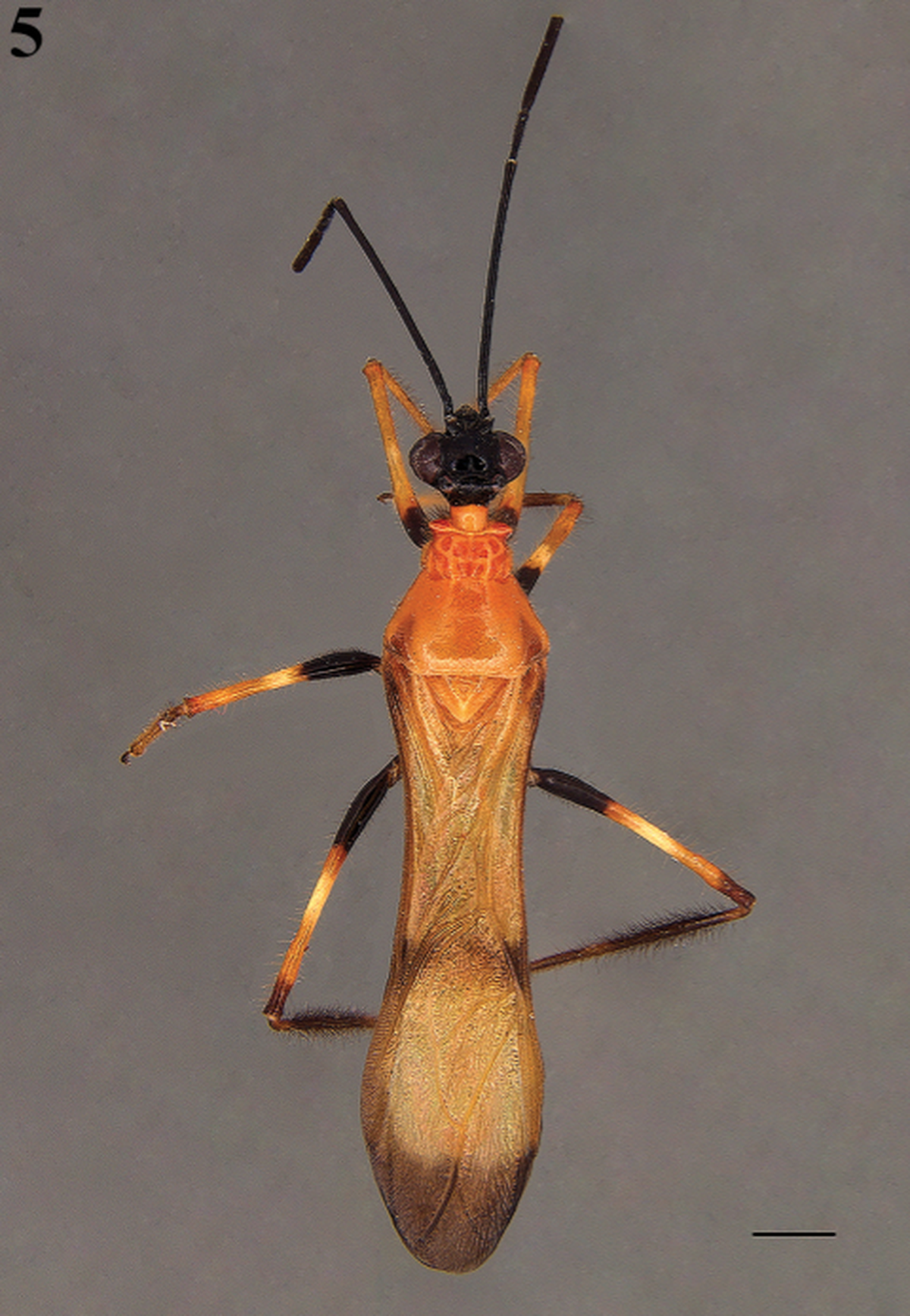 The assassin bug has “astonishing similarities” to the wasp it mimics, researchers said.