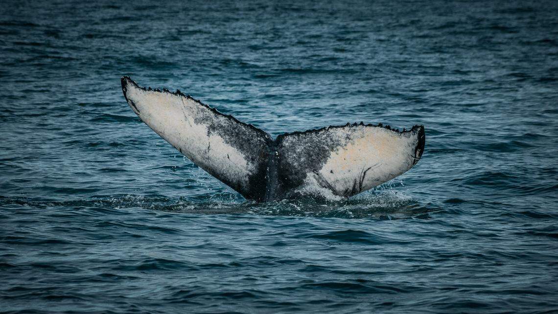 Whale suffered traumatic final minutes before washing onto SC beach, report says