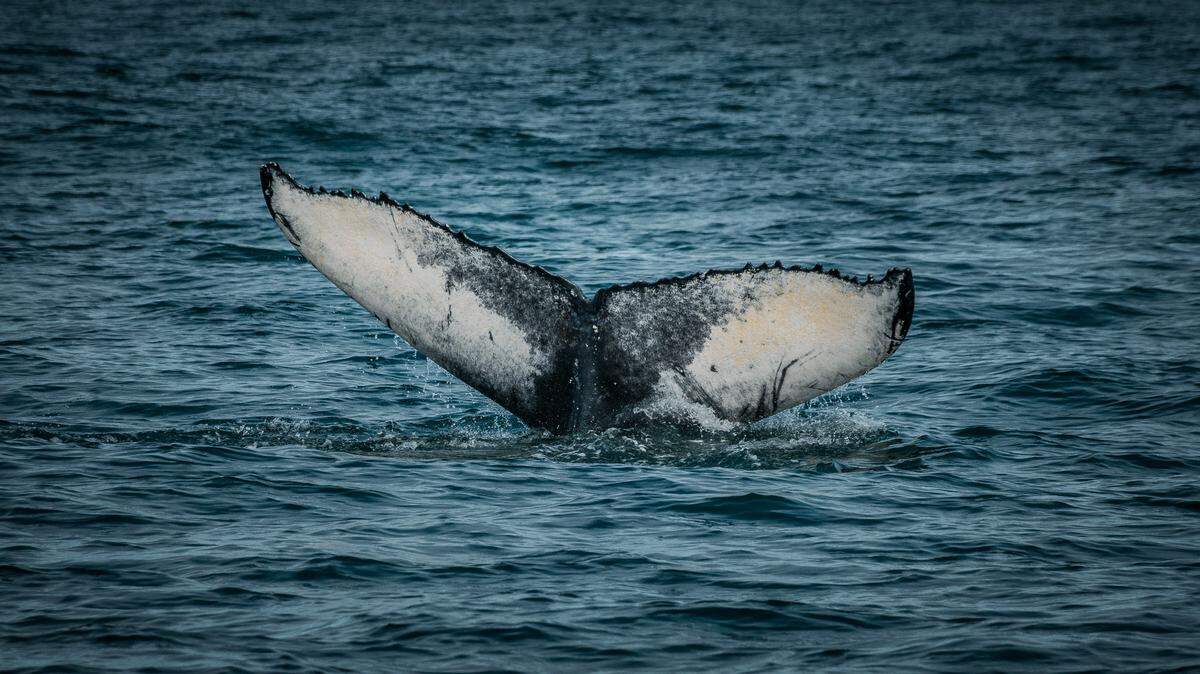 A 29-foot-long​ humpback whale found dead on a South Carolina beach suffered a horrific death when its head was bashed by a boat, an investigation has revealed.