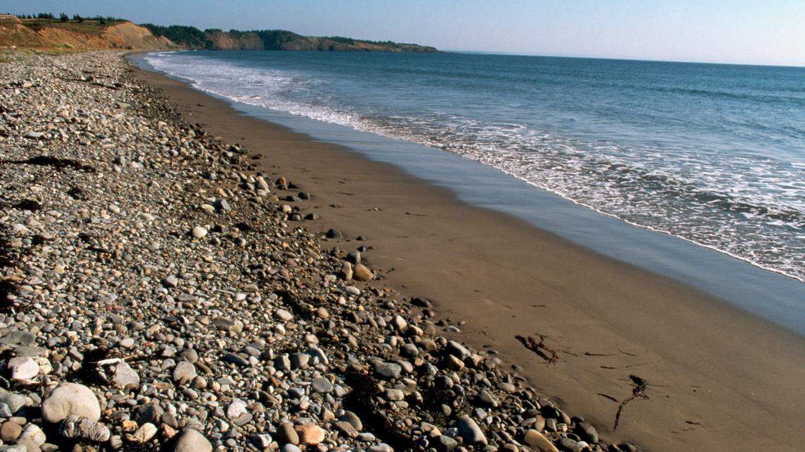 Near the rocky beaches of inner Nova Scotia, a researcher’s hunch led to the discovery of a new prehistoric species.