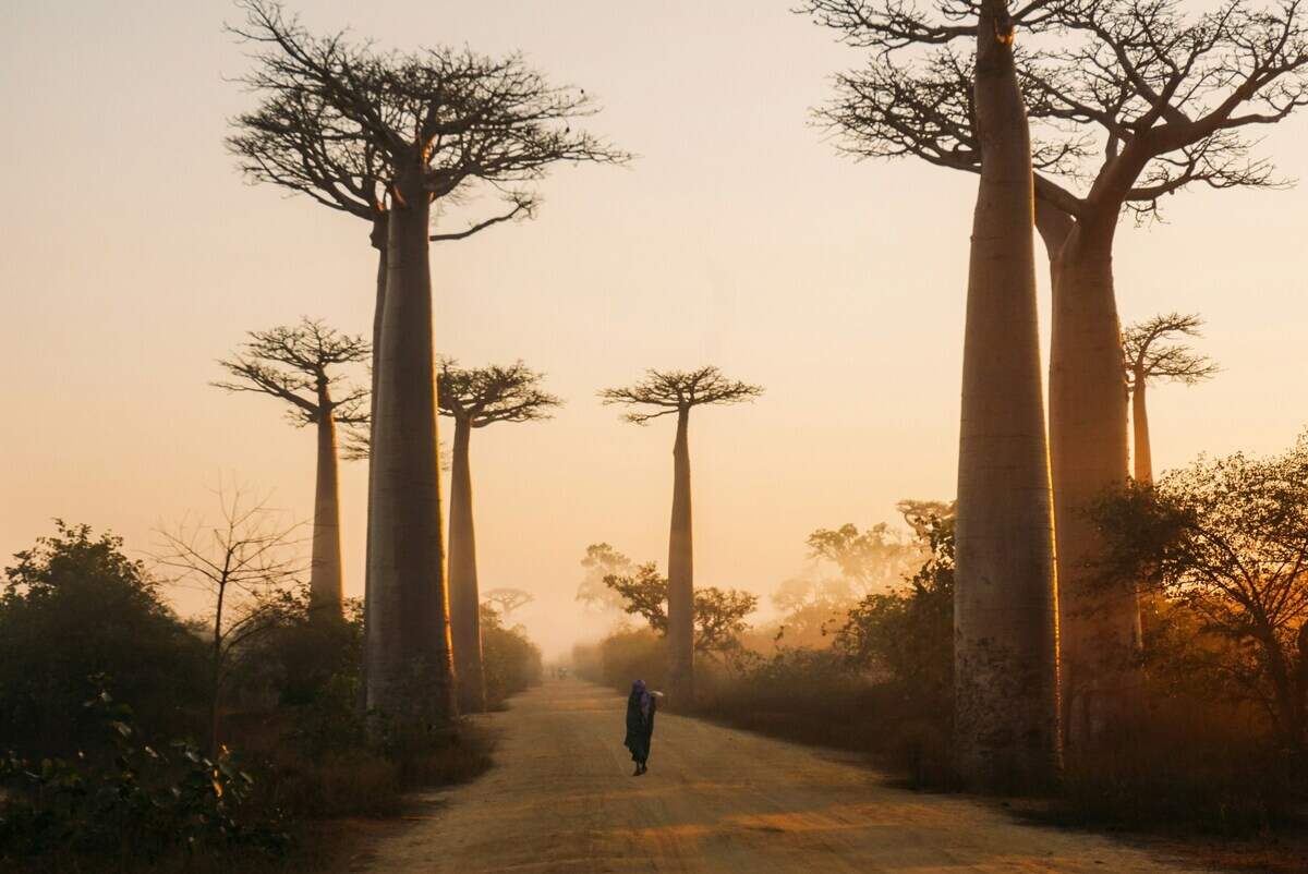 In the spiny, thicket habitats of southern Madagascar, small flies were caught in nets and discovered as new species.
