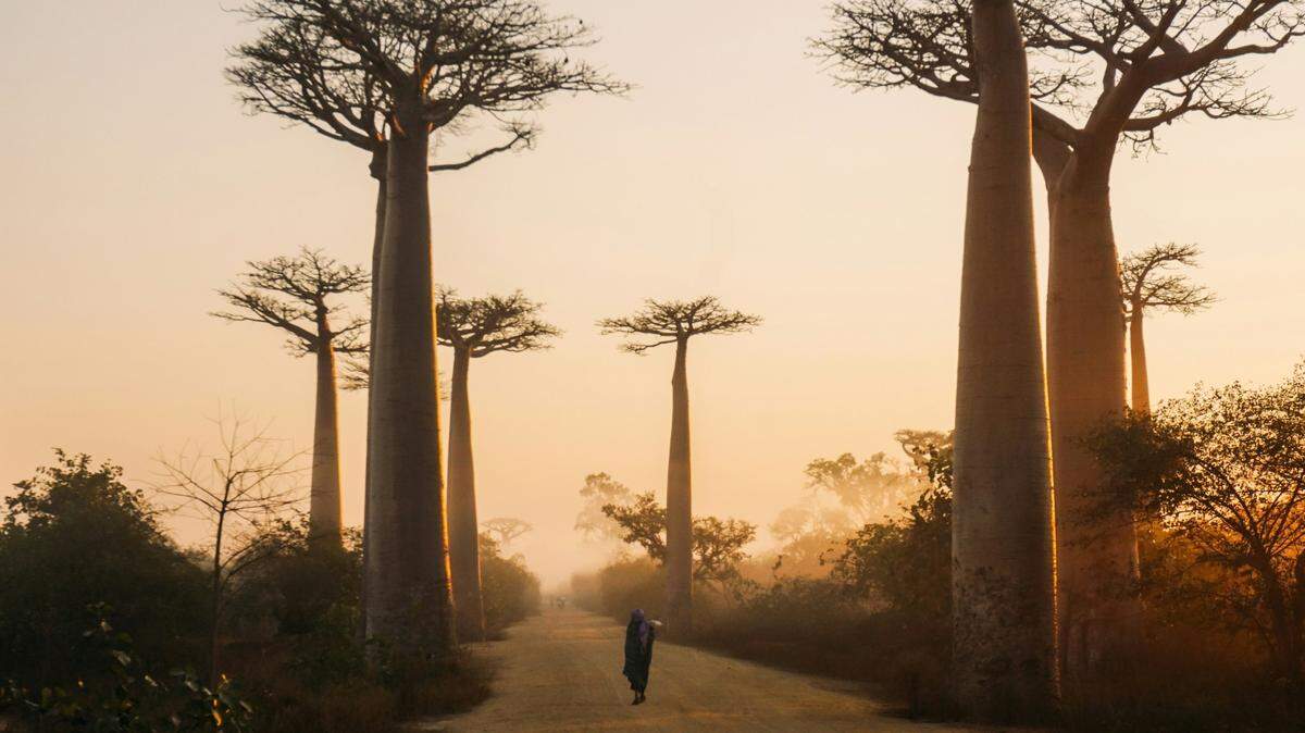 In the spiny, thicket habitats of southern Madagascar, small flies were caught in nets and discovered as new species.