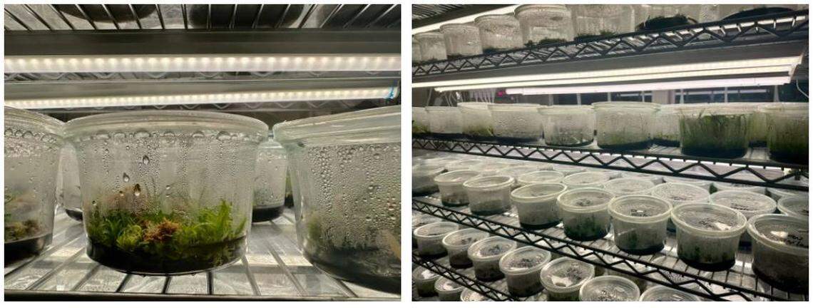 The Million Orchid Project at the Fairchild Tropical Botanic Garden aims to reseed a million native orchids in public spaces across South Florida.