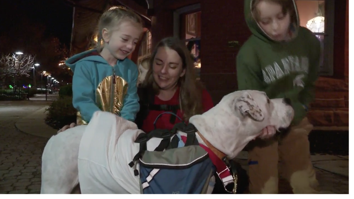 Jay, an American bulldog, was found abused in Battle Creek, Michigan, after being used as a bait dog in a fighting ring. Now she’s training to be a therapy dog for Kristy Grimes’ 6-year-old son, William, who has anxiety.