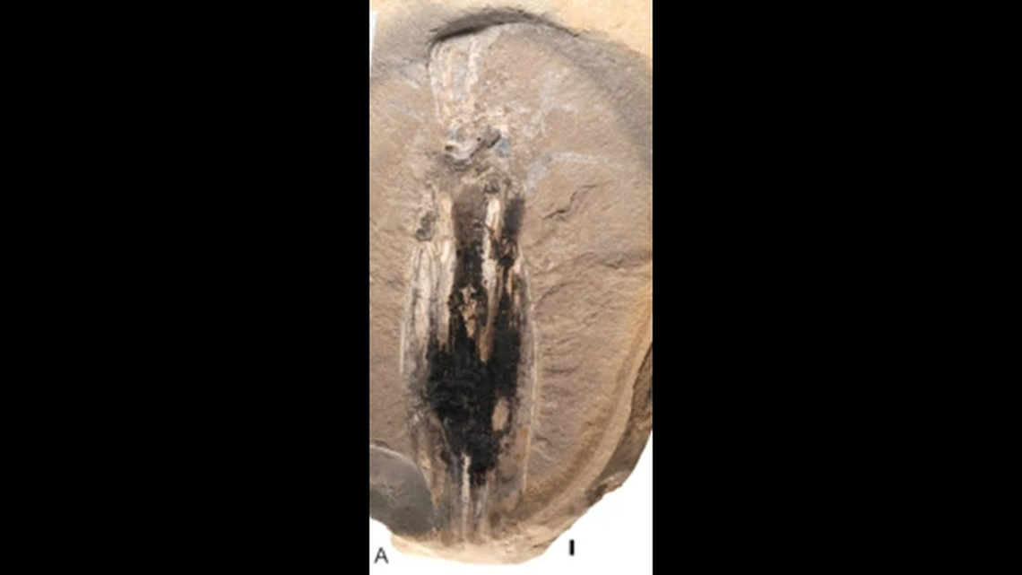 A 183-million-year-old fossil found in Luxembourg turned out to be a new species of deep-sea vampire squid, researchers said in a new study.