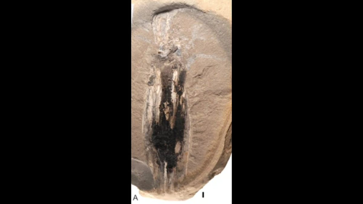A 183-million-year-old fossil found in Luxembourg turned out to be a new species of deep-sea vampire squid, researchers said in a new study.