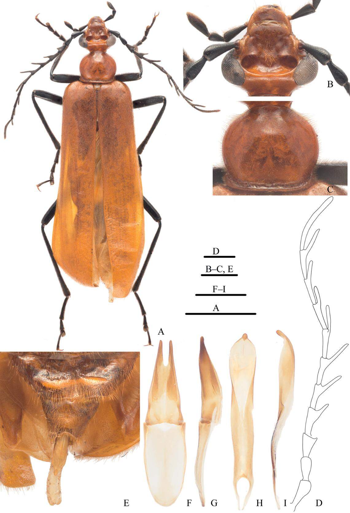 The new species was distinguished by its “truly unique” head, genitalia and antennae, according to scientists.