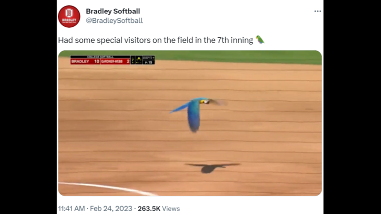 Rogue parrots interrupt softball game in Florida, video shows. See one land on umpire