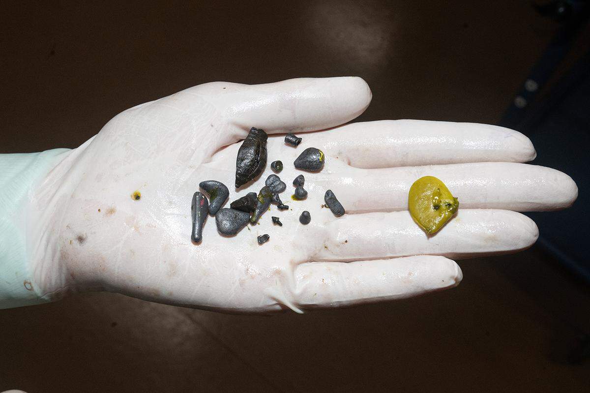 A Zoo Miami medical staff member holds small metal fragments surgically removed from the stomach of an American crocodile.