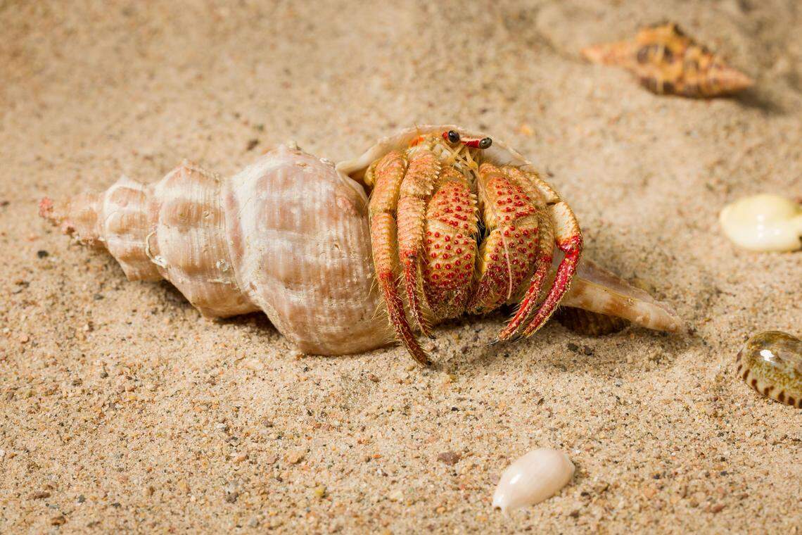 The hermit crab is covered with red bumps on their legs and claws, earning its name as a “Strawberry-clawed hermit,” researchers said.