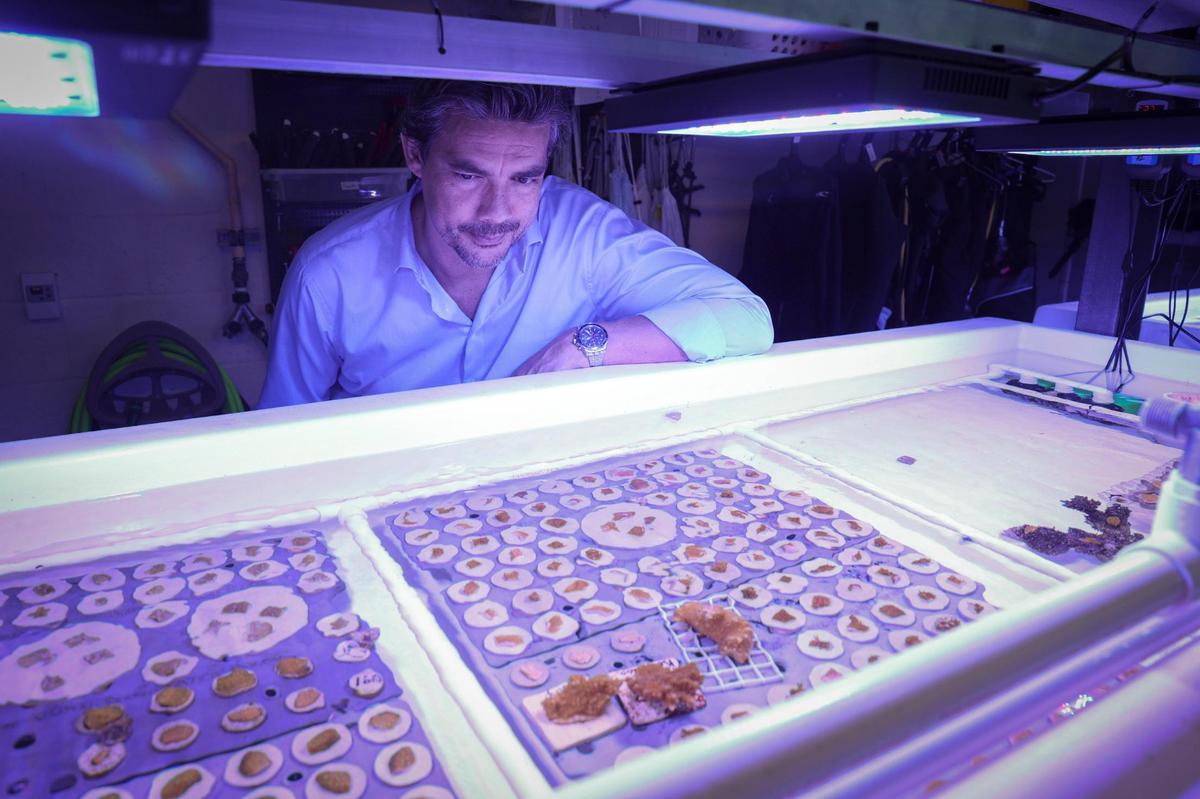 El profesor de biología marina y ecología de UM Andrew Baker observando un cultivo de corales bebé en un laboratorio húmedo en el complejo de la Escuela Rosenstiel de Ciencias Marinas, Atmosféricas y de la Tierra de UM, en Virginia Key, el jueves 15 de diciembre de 2022. Baker trabaja en un proyecto de investigación financiado por las fuerzas militares para desarrollar "arrecifes híbridos" compuestos por corales vivos naturales que crecen sobre una estructura artificial diseñada para frenar las olas.