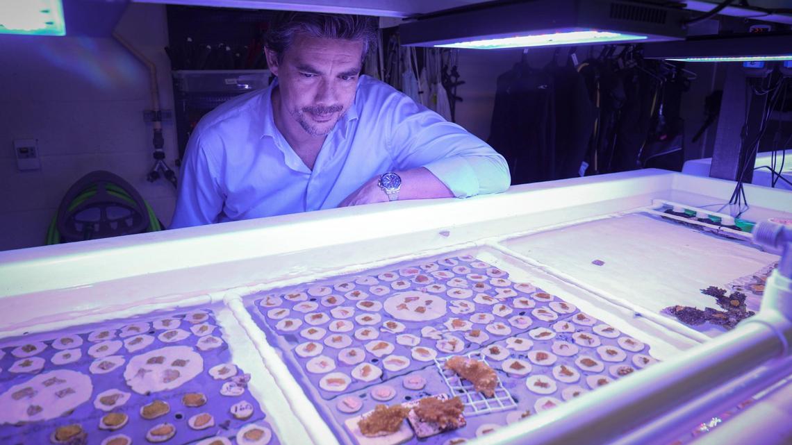 Can hybrid super reefs defend the coasts? UM leading research for military project