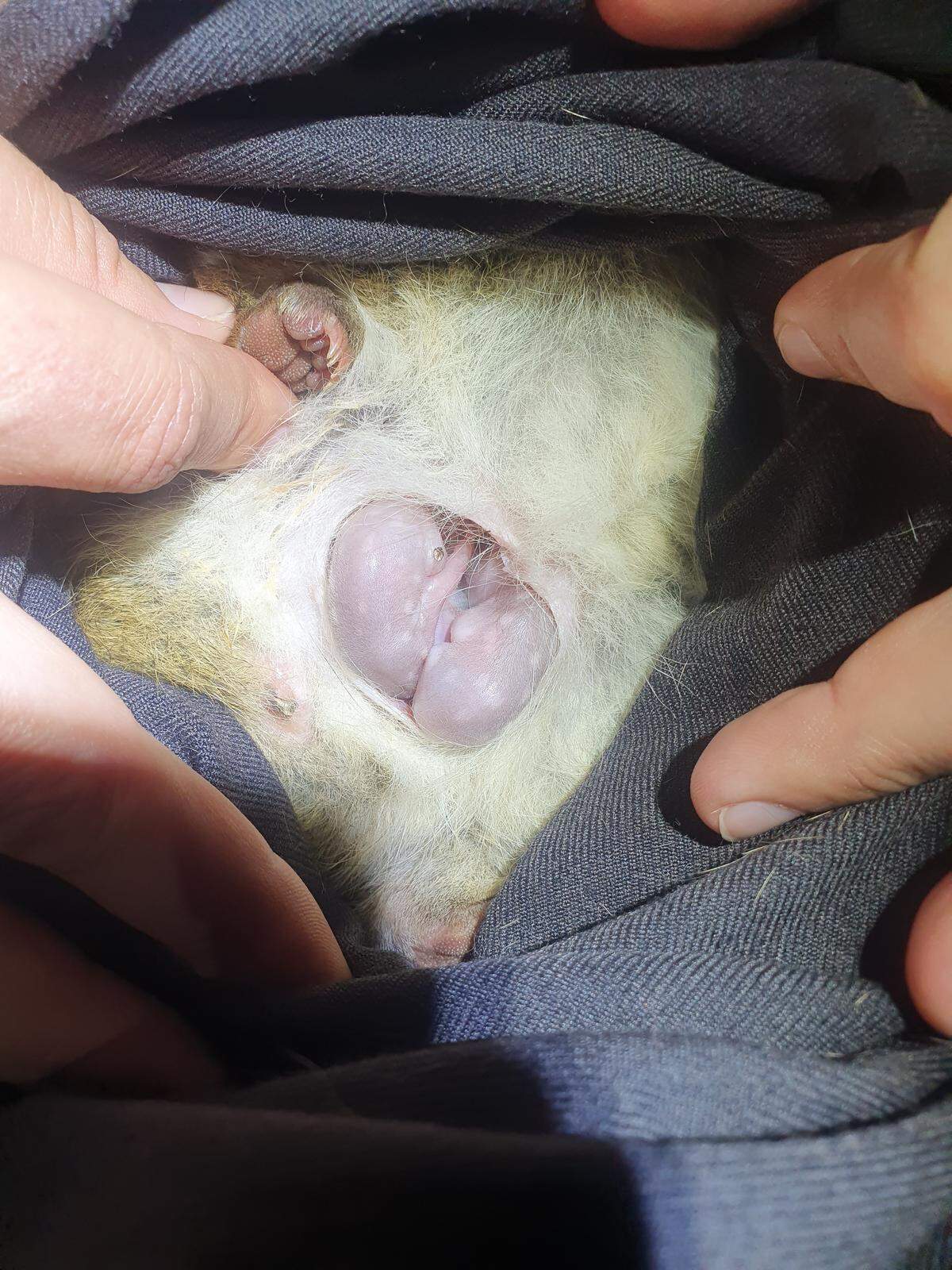 The babies spend the first six months of their lives in the pouches of their mothers.