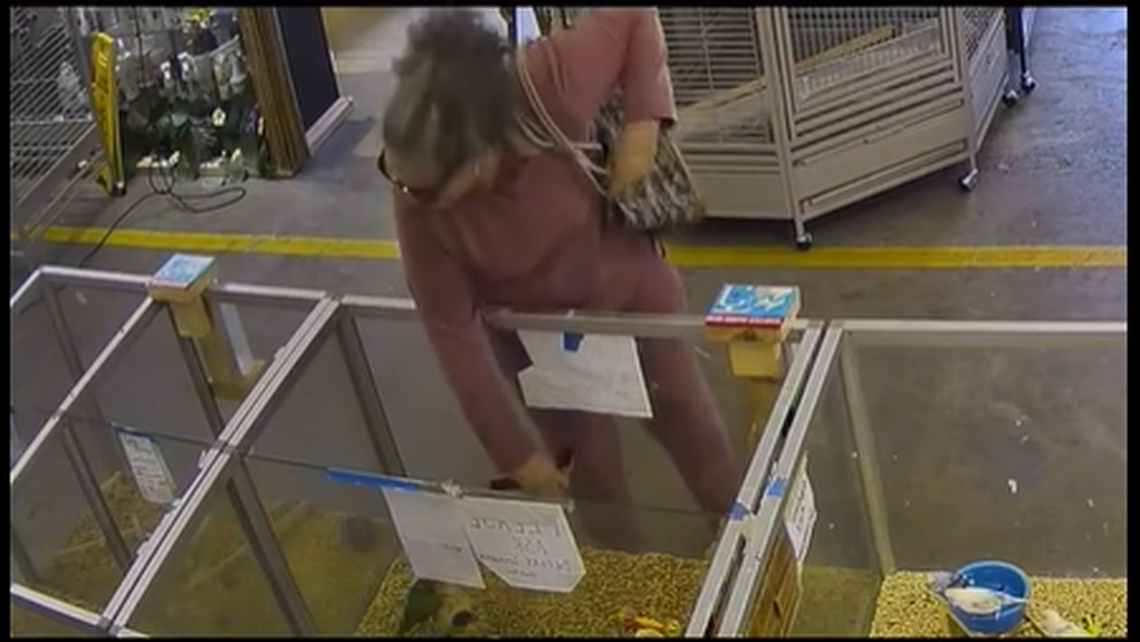 This screenshot from the surveillance video shows the moment the bird was grabbed from a bin, officials say.