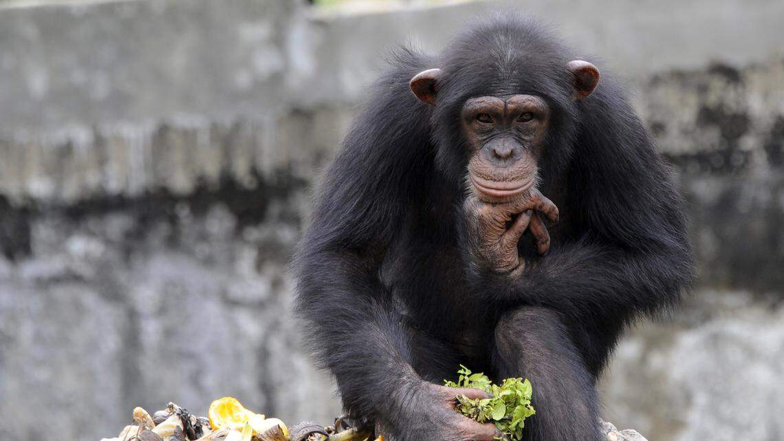chimpanzee holds lettuce at zoo