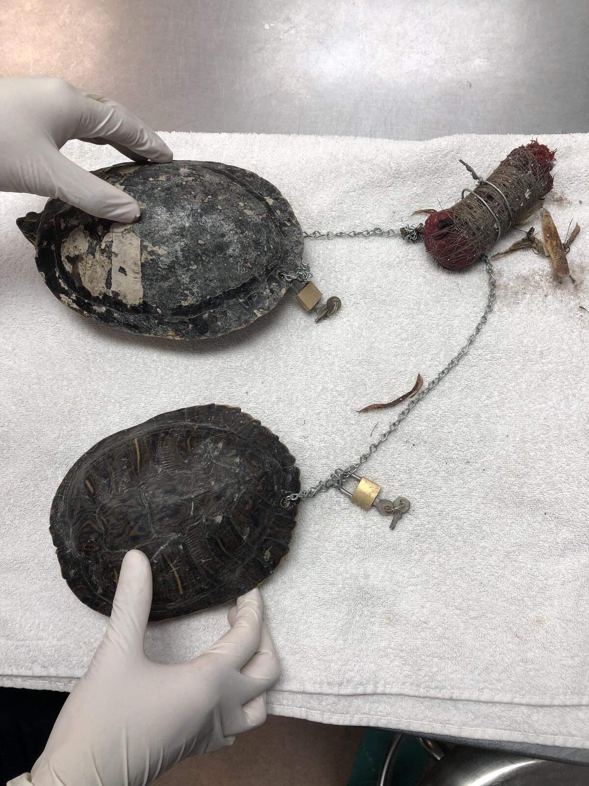 A juvenile peninsula cooter and red-eared slider were found chained together in late November and brought to the Pelican Harbor Seabird Station where they were nursed back to health.