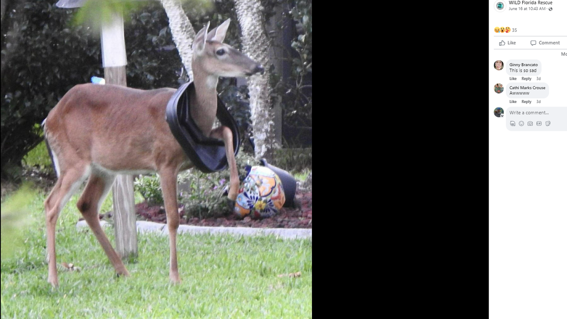 A pregnant deer saw things go from bad to ridiculous when it got its head stuck in a trash can lid, then got its left front leg stuck, too, according to Wild Florida Rescue.