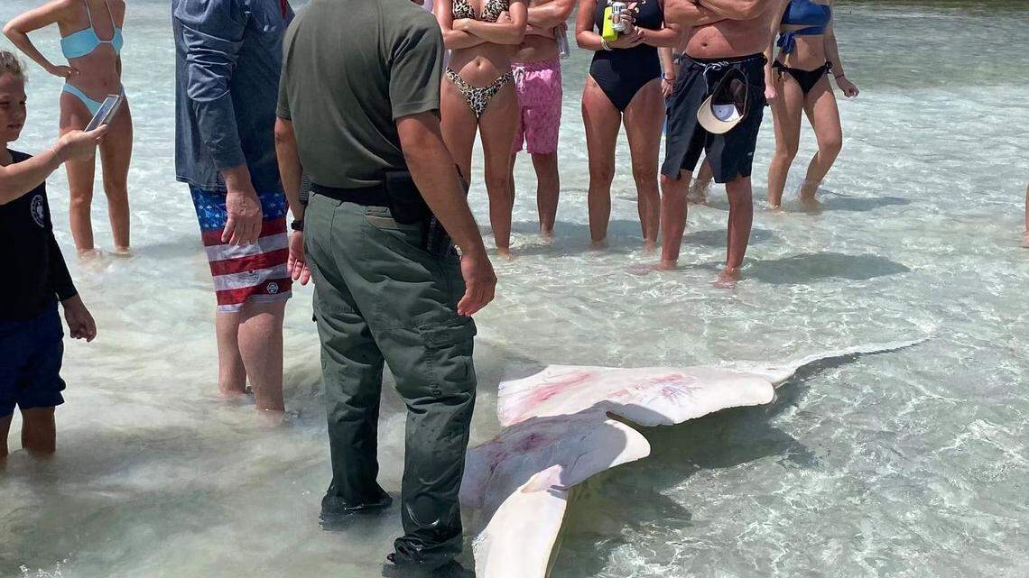A large sawfish was found dead April 6, 2021, in the Lower Keys, police said.