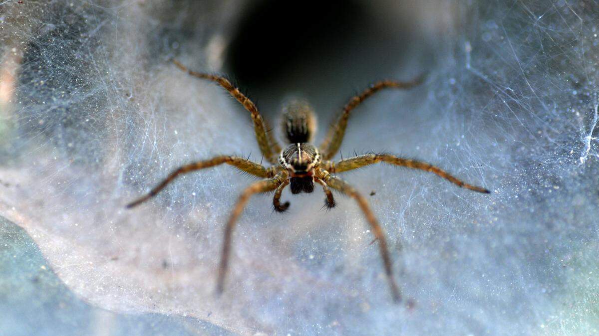 spider in spiderweb