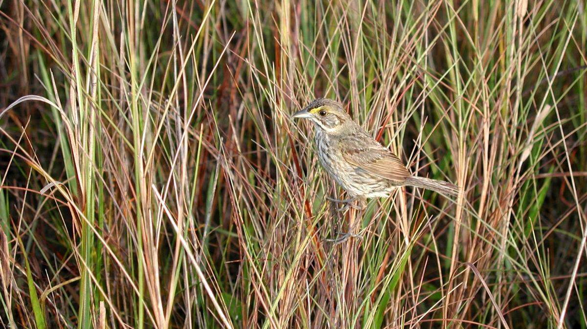 An endangered Cape Sable seaside sparrow in Everglades National Park in 2005.