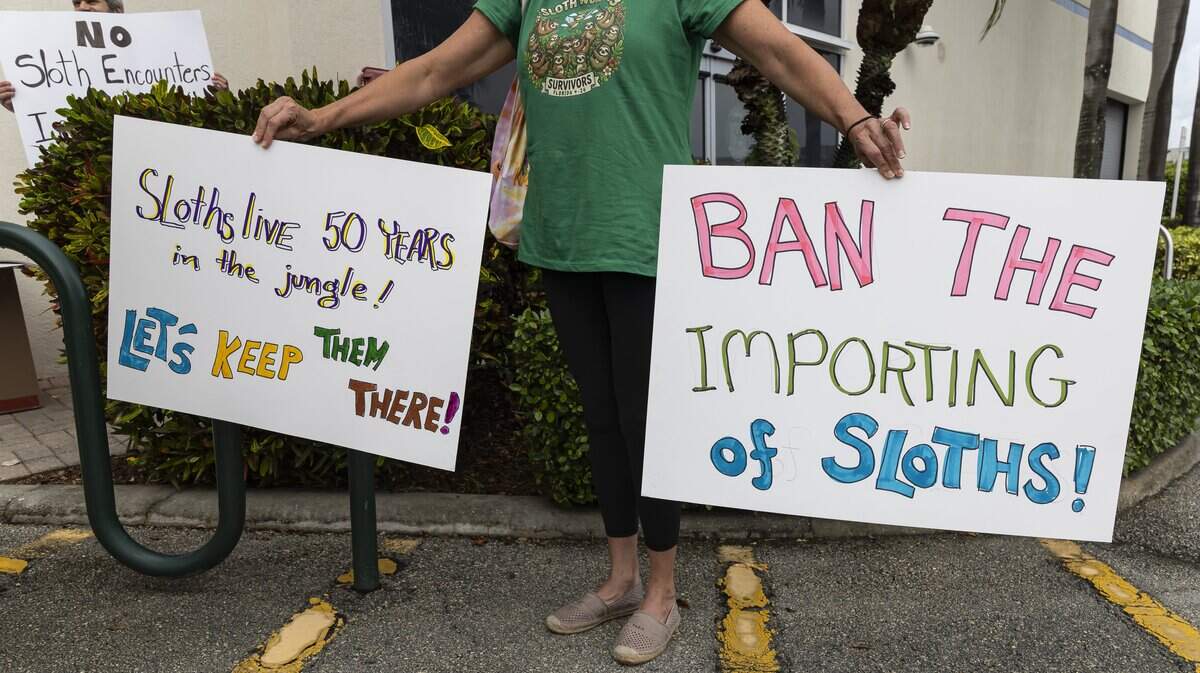 Monica Tschickardt, from Altamonte Springs, Fla., holds signs as she protests outside Margate City Hall ahead of a commission meeting on Wednesday, June 3, 2026, in Margate, Fla. Protestors gathered at city hall in opposition to Larry Wallach's pending application to open a sloth encounter business in Margate.