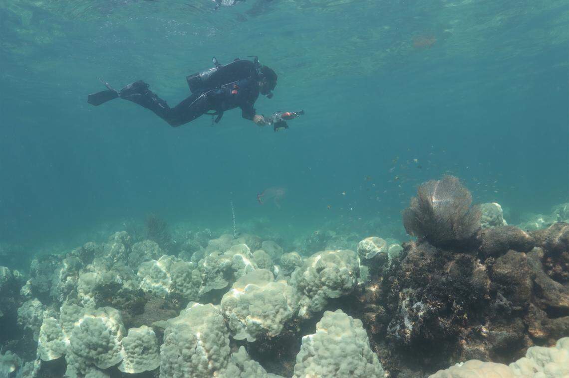 NOAA scientists recently discovered that the reef at Cheeca Rocks, a “mission iconic” reef site in the middle Keys, was 100% bleached during the unseasonably early and strong marine heat wave in the summer of 2023.