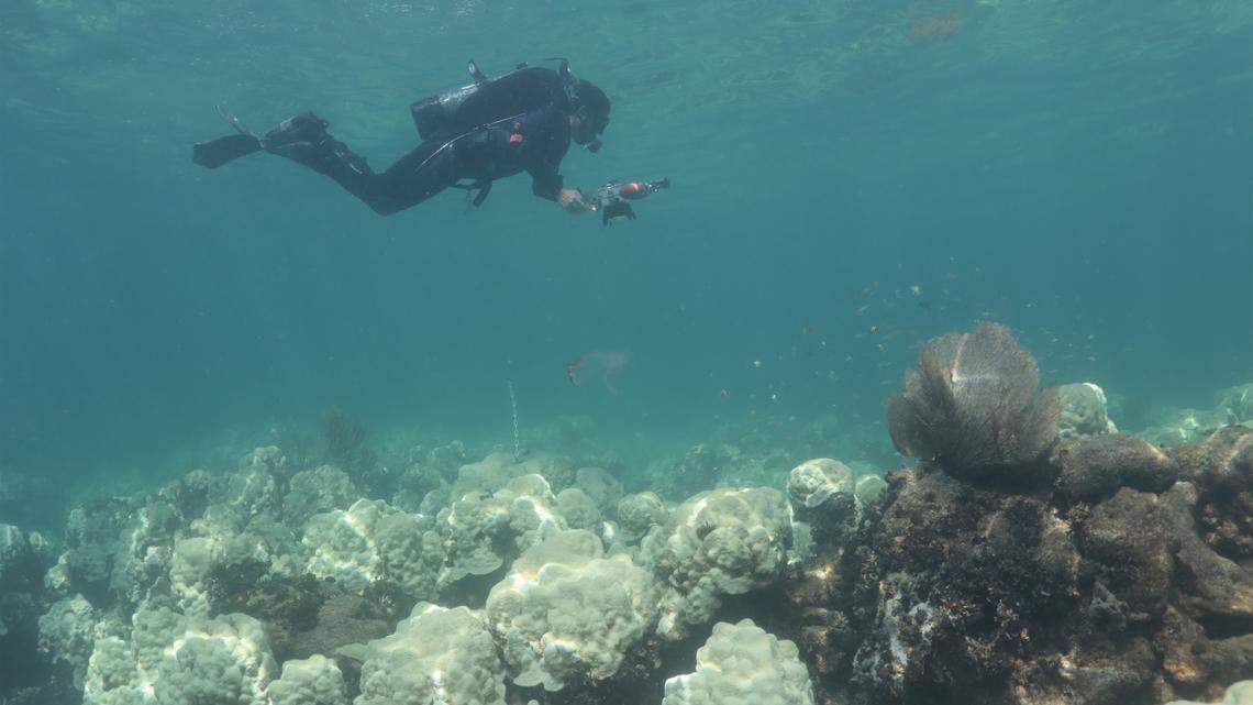NOAA scientists recently discovered that the reef at Cheeca Rocks, a “mission iconic” reef site in the middle Keys, was 100% bleached during the unseasonably early and strong marine heat wave in the summer of 2023.