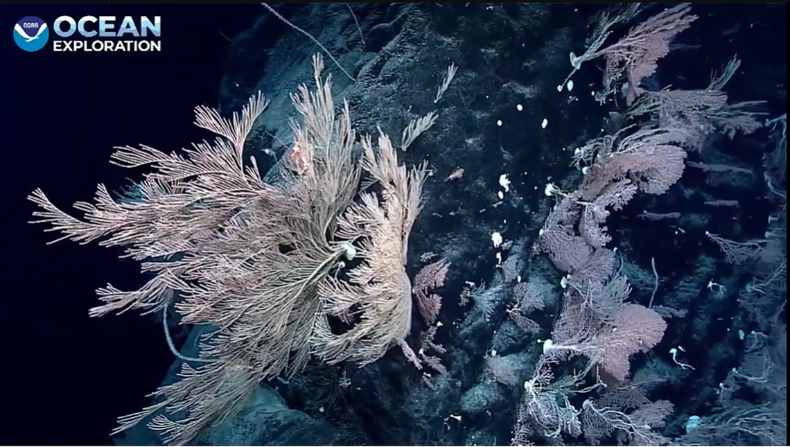 Some parts of the monolithic rock were covered with sea life, NOAA cameras showed.