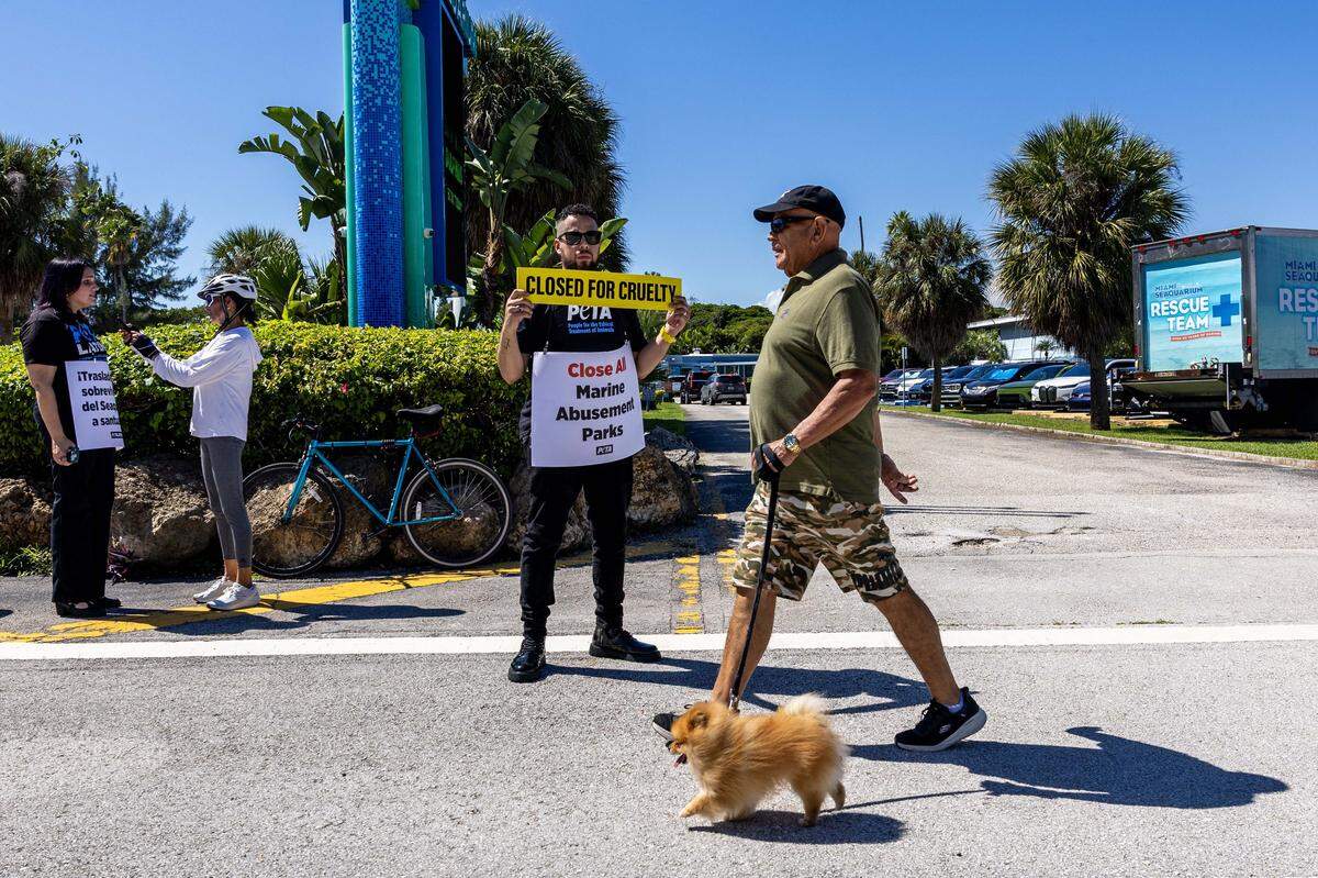 El activista por los derechos de los animales Carlos Rodríguez, de 38 años, sostiene un cartel que dice “CERRADO POR CRUELDAD” mientras un peatón pasea a su perro afuera del Miami Seaquarium, el domingo 12 de octubre de 2025, en Key Biscayne, Florida.