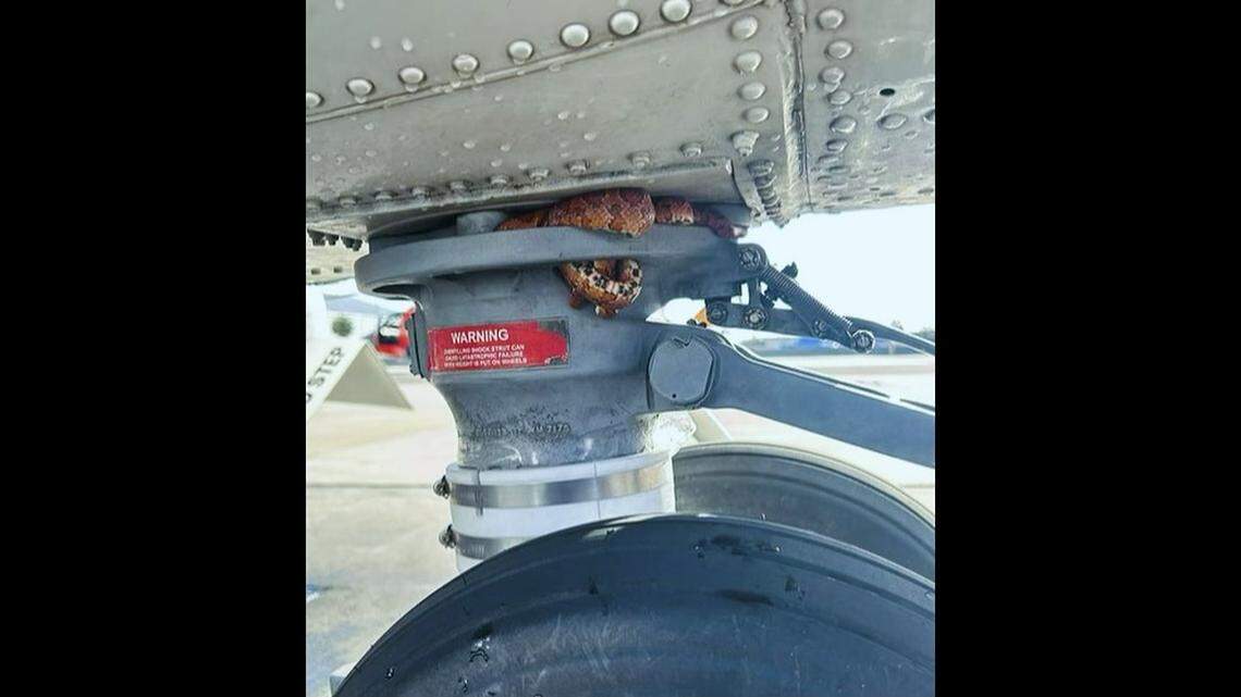 The snake was found tangled in the landing gear Friday, Feb. 9, as Petty Officer 2nd Class Cole Lindvall was doing a post-flight inspection of the MH60 helicopter.