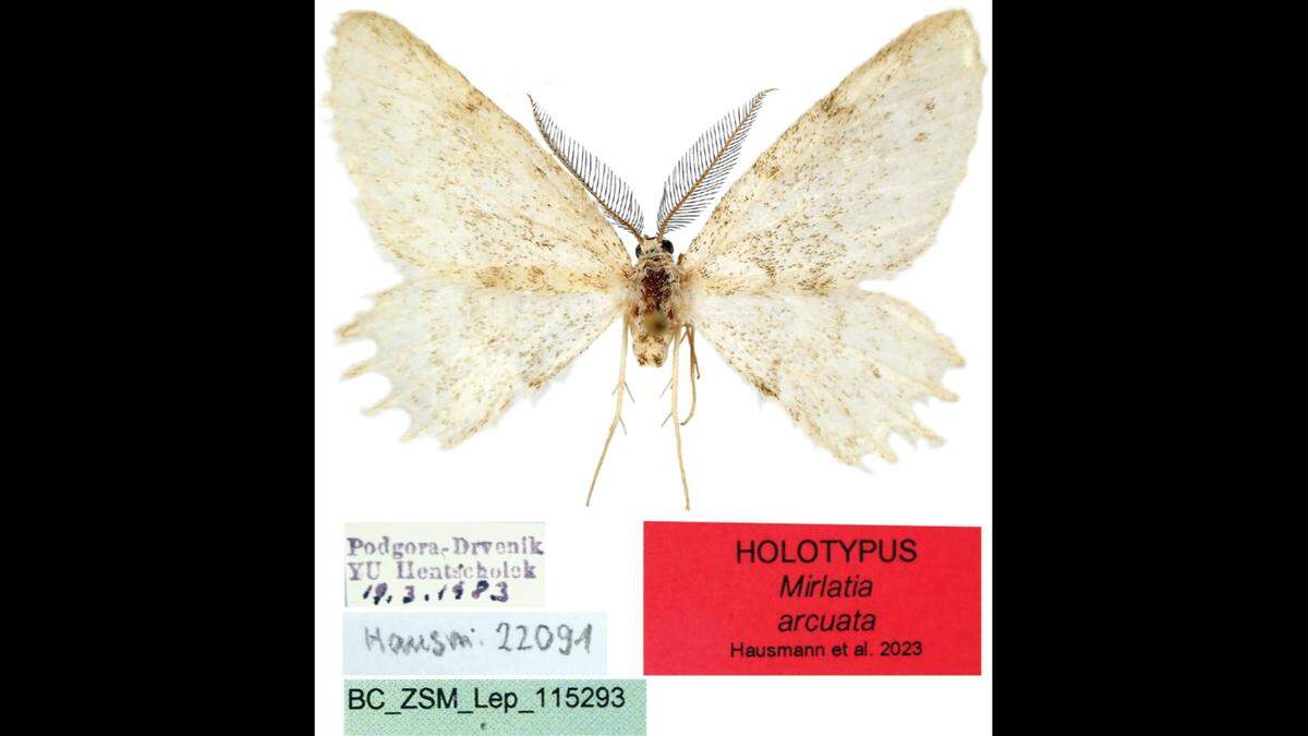 A male M. arcuata.